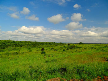 Scenic view of field against sky