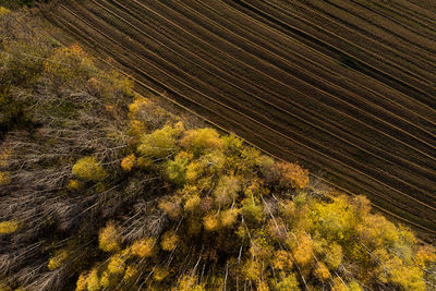 High angle view of trees on field