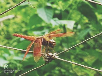 Close-up of insect on plant