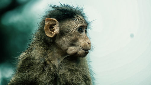 Close-up portrait of monkey