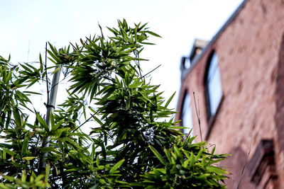 Low angle close-up view of plant outside building