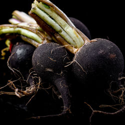 Close-up of tomatoes against black background