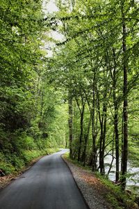 Road amidst trees in forest