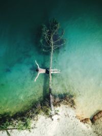 Directly above shot of man swimming under fallen tree in lake