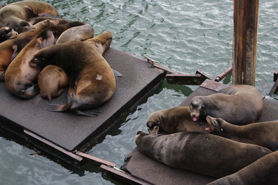 High angle view of sheep resting in water