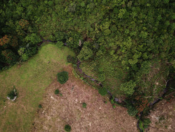 High angle view of trees growing in forest