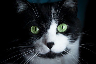 Close-up portrait of black cat