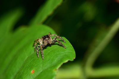 Close-up of insect on leaf