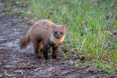 Portrait of squirrel standing on field