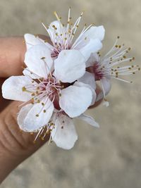 Close-up of hand holding cherry blossom