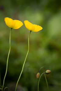 Close-up of yellow flower blooming outdoors