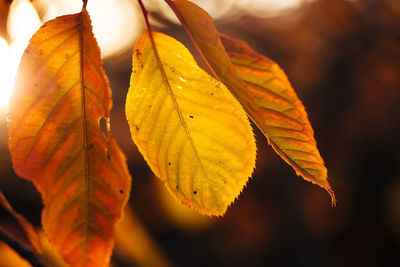 Close-up of leaves