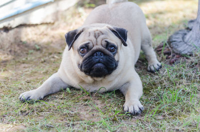 Portrait of a dog lying on field