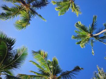 Low angle view of trees against clear blue sky