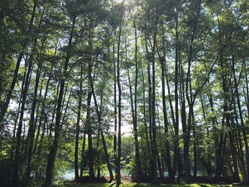 Trees in forest