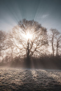 Sun shining through trees during winter