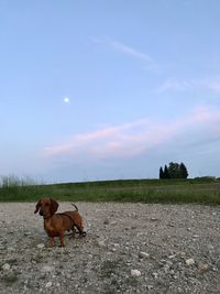 Dog standing in field against sky