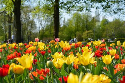 Yellow tulips in park