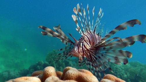 Lion fish in the red sea in clear blue water hunting for food .