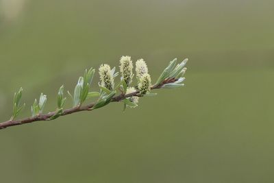 Close-up of flowering plant