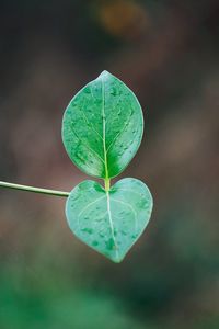 Close-up of wet leaves on plant