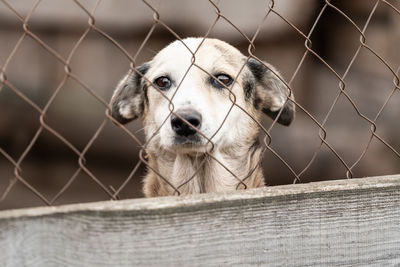 Portrait of dog on fence