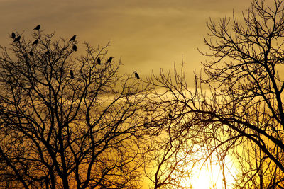 Low angle view of silhouette bare tree against sky