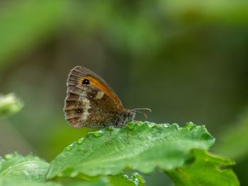 Close-up of butterfly on leaf