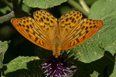 Close-up of butterfly pollinating on flower
