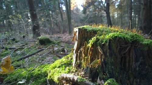 Trees in forest