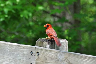 Close-up of bird perching on wooden post