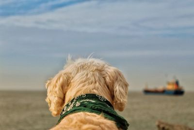 Close-up of dog on beach against sky