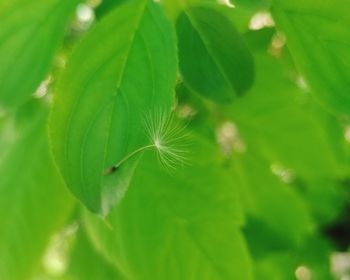 Close-up of green leaves