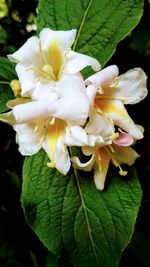 Close-up of white flower blooming outdoors