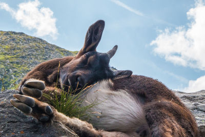 View of a sleeping mountain goat 