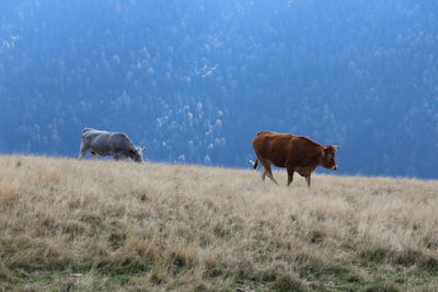 Two cows grazing on field