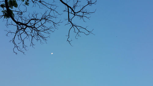 Low angle view of bare tree against blue sky