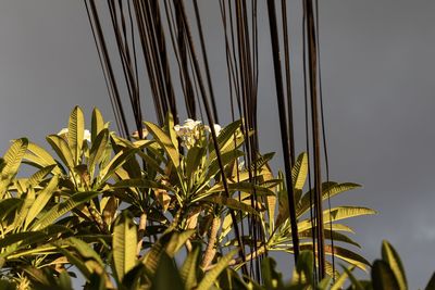 Low angle view of palm tree against clear sky