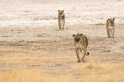 Lions walking on field