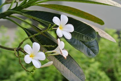 Close-up of white flowering plant