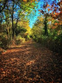 Trees in forest during autumn