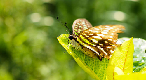 Close-up of butterfly on leaf