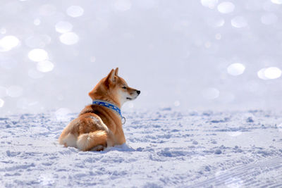 Dog  on snow