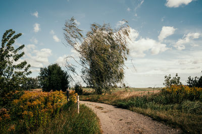 Trees on field against sky