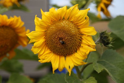 Sunflower with a bee resting on it