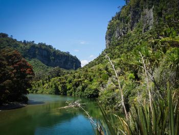 Scenic view of river in forest against sky