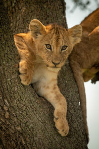 Portrait of lion cub on tree trunk