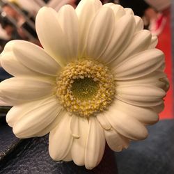 Close-up of white daisy flower