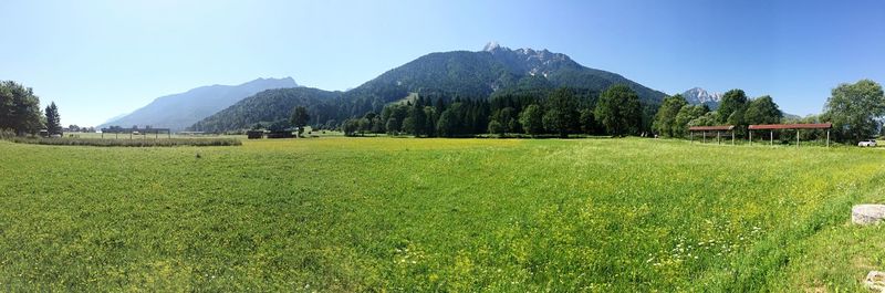 Scenic view of field against clear sky