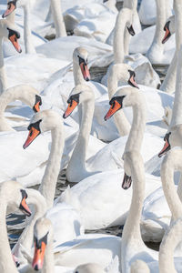 High angle view of swans swimming on lake during winter